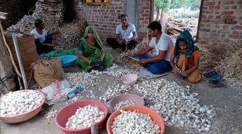 garlic farming in india : लहसुन का भरपूर उत्पादन, किसानों के चेहरे पर खुशियां