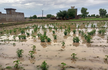 लगातार बारिश से फसलों को नुकसान,किसान चिंतित