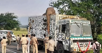 VIDEO: जंगली हाथी एरीकोम्बन के पकड़े जाने के बाद हटाई गई धारा 144, लोगों ने ली राहत की सांस