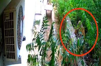 अलवर शहर की एक कॉलोनी के मकान तक पहुंचा बाघिन का शावक तो क्या हुआ,देखे वीडियो