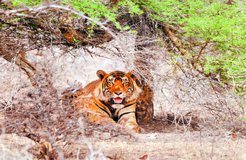 MHTR : नए घर में सहज दिखी बाघिन शर्मीली, किया शिकार