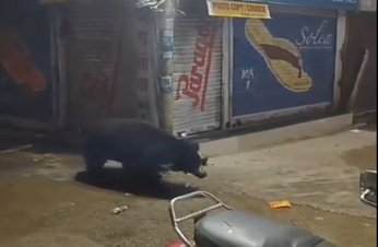 भालू दुकान में घुसकर फ्रीज से पी गया कई किलो दूध-दही, वीडियो देख दंग रह गए लोग, दे​खिए  VIDEO