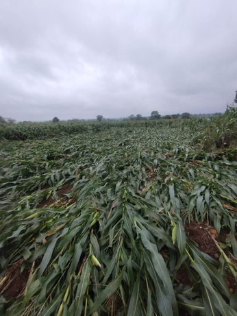 Video: तेज हवाओं के साथ बारिश से खेतों में दिख रही ऐसी तबाही