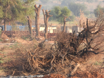 Watch Video: मशीनों से पेड़ों का काट कर रहे आग के हवाले
