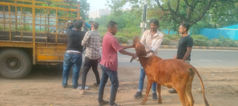 Video... Ahmedabad: सोला, चमनपुरा समेत कई क्षेत्रों में भटकते मवेशियों को पकड़ा