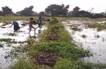 VIDEO-संकट में अन्नदाता: खेतों में तैर रही कटी-पकी सोयाबीन