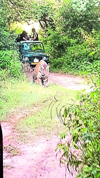 पहले ही दिन बाघ व बघेरे के दर्शन कर पर्यटक होते रहे रोमांचित, देखे वीडियो