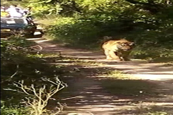 सरिस्का टाइगर रिजर्व में बाघ व बघेरे देख रोमांचित हुए पर्यटक.... देखें वीडियो