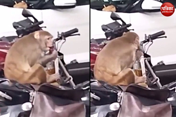VIdeo: बाइक के डिग्गी में रखी थी दारू, बंदर निकाल कर लगा खोलने बोतल, Video देख हंस-हंसकर हो जाएंगे लोटपोट
