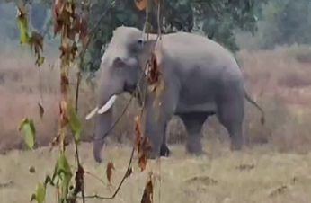कटघोरा वनमण्डल में हाथियों का उत्पात जारी, देखें वीडियो