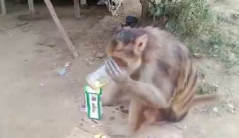 शराबी बंदर का 17 सेकेंड का वीडियो आया सामने, देखकर हैरान रह जाएंगे आप