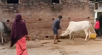 Video: गाय को रस्सी बांधा, फिर बेरहमी से पीटा, वीडियो देख दहल जाएगा दिल