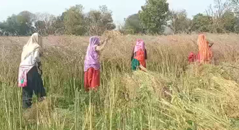 सरसों की कटाई में जुट रही महिलाएं....देखें वीडियो