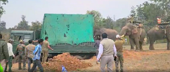 Video Story : भागने का प्रयास कर रहे बिगड़ैल जंगली हाथी को प्रशिक्षित हाथी ने किस तरह धक्का मारकर पिजरें में कराया बंद, देखे वीडियो