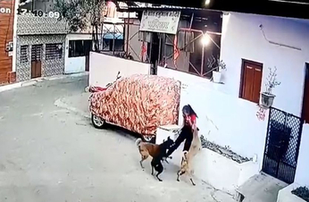 #Ratlam : Video तीन खूंखार श्वानों ने राह चलती बच्ची को नोंचा