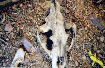 फाइलों में दबी बाघों की मौत की जांच