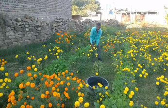 video : गेंदा कर रहा फसलों में नुकसान की भरपाई