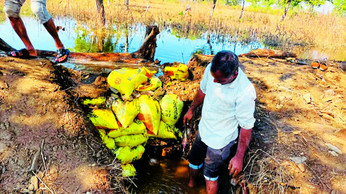 Irrigation department news : नहर टूटी, जलमग्न हो गई किसानों की मेहनत