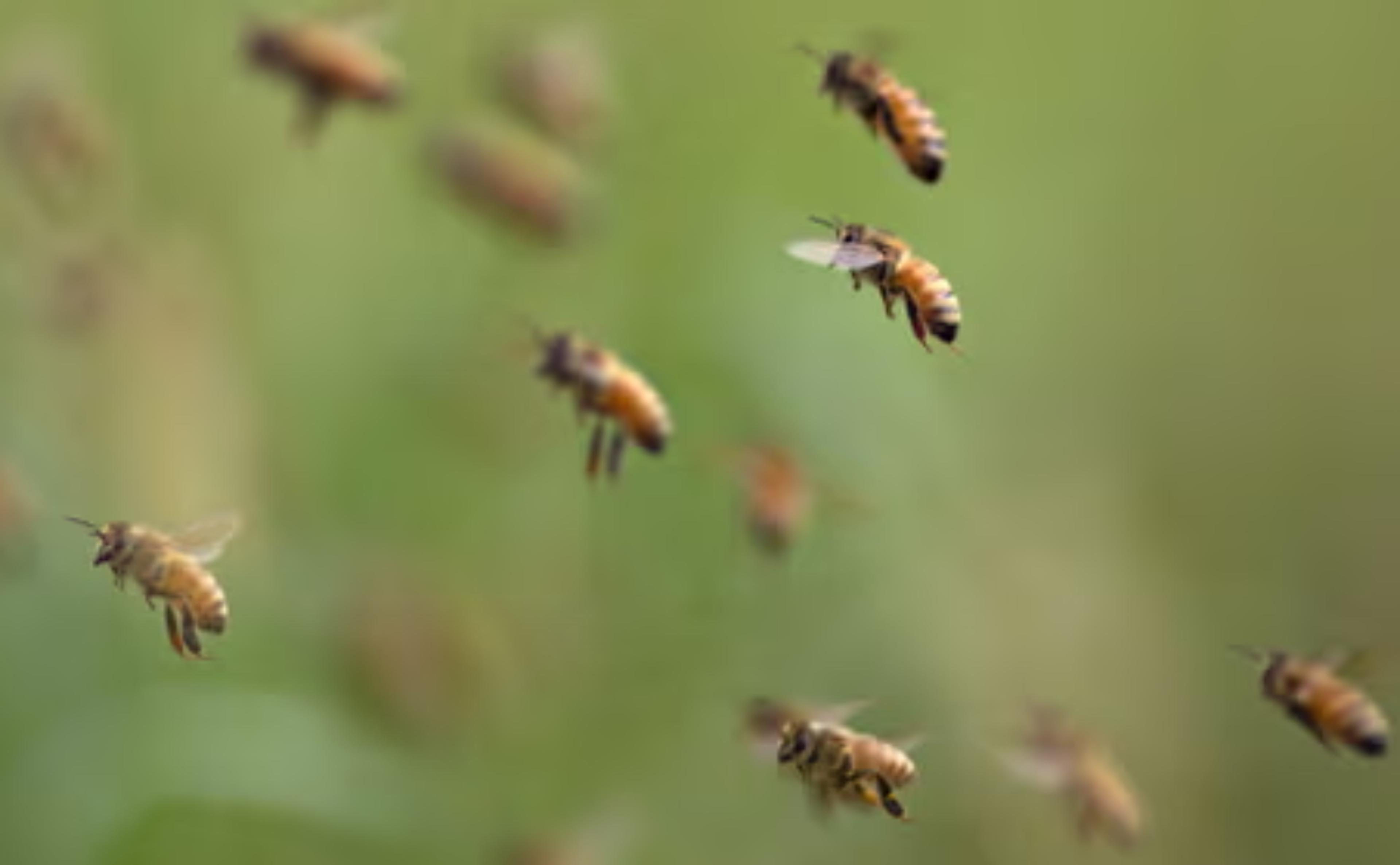 Burhanpur – टूट पड़ी हजारों मधु मक्खियां, 12 लोग भर्ती, 5 की हालत गंभीर,
बुरहानपुर में मची भगदड़