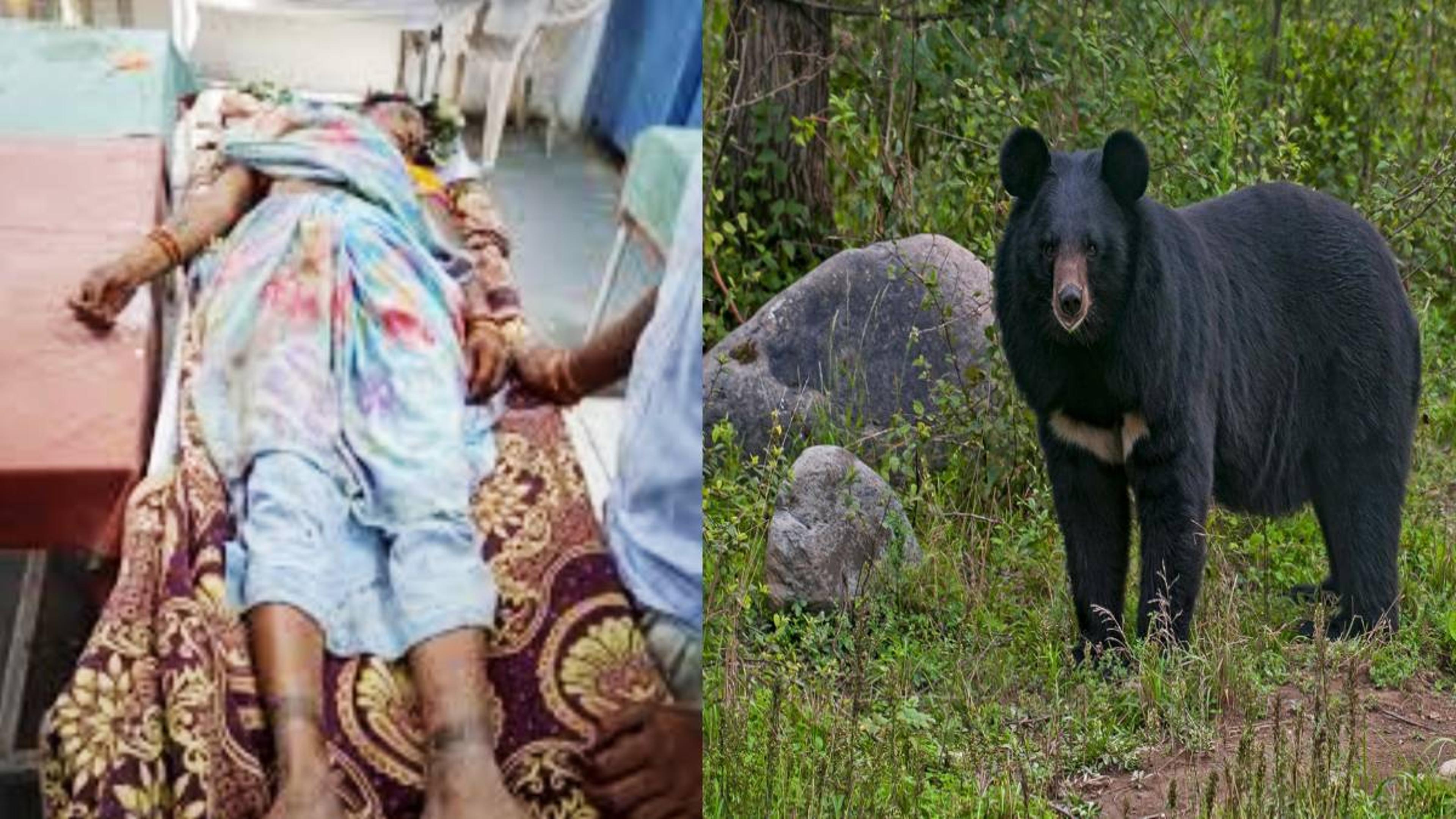 महुआ बीनते समय अचानक भालू ने किया हमला, महिला के सिर पर आई गंभीर चोटें, हुई मौत