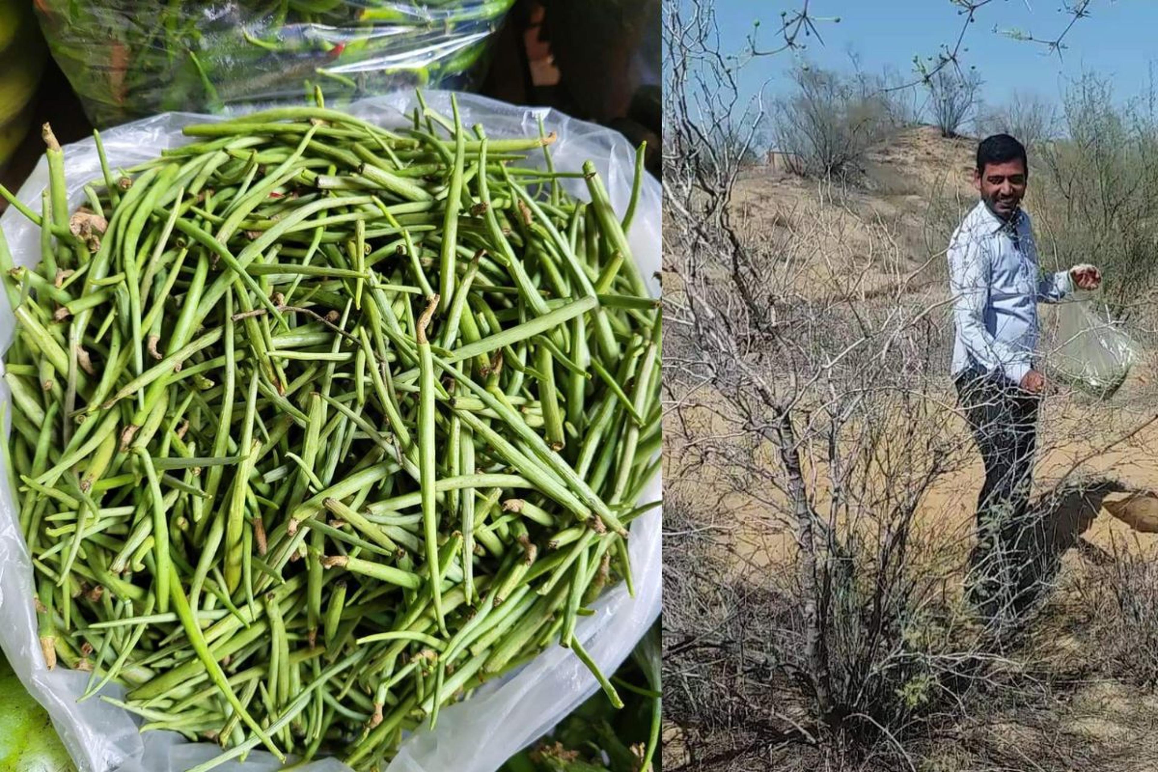 राजस्थानी मरू वनस्पतियां स्वास्थ्यवर्धक होने के साथ-साथ बन रही आय का साधन, अब
देश-विदेश में भी बढ़ी डिमांड
