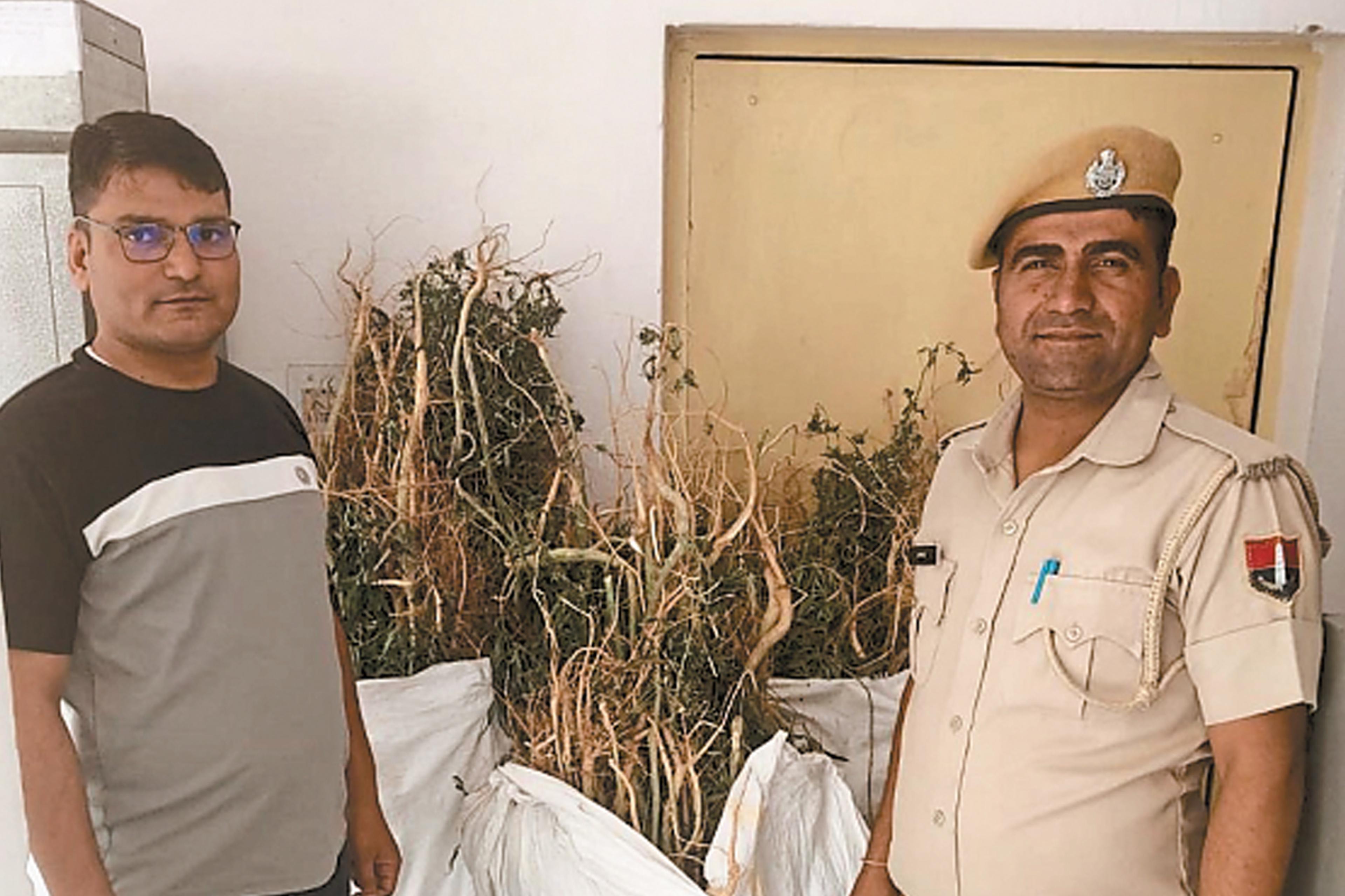 डीएसटी की बड़ी कार्रवाई, चरागाह पर उगाए गांजे के पौधे किए जब्त