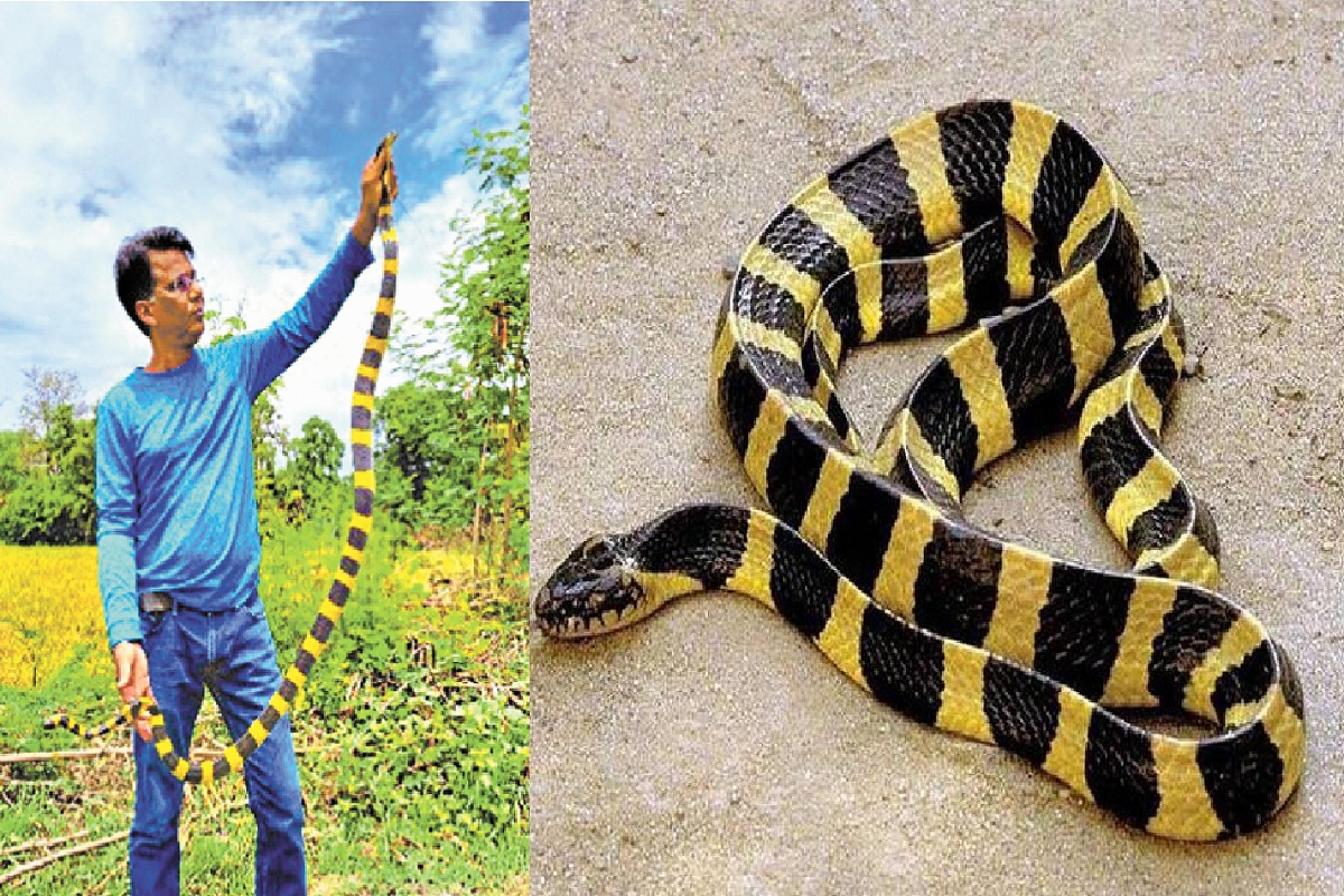 Snake found in Chhattisgarh: बालोद में निकला आहिराज सांप, रंगीन सांप को देखने
ग्रामीणों की उमड़ी भीड़