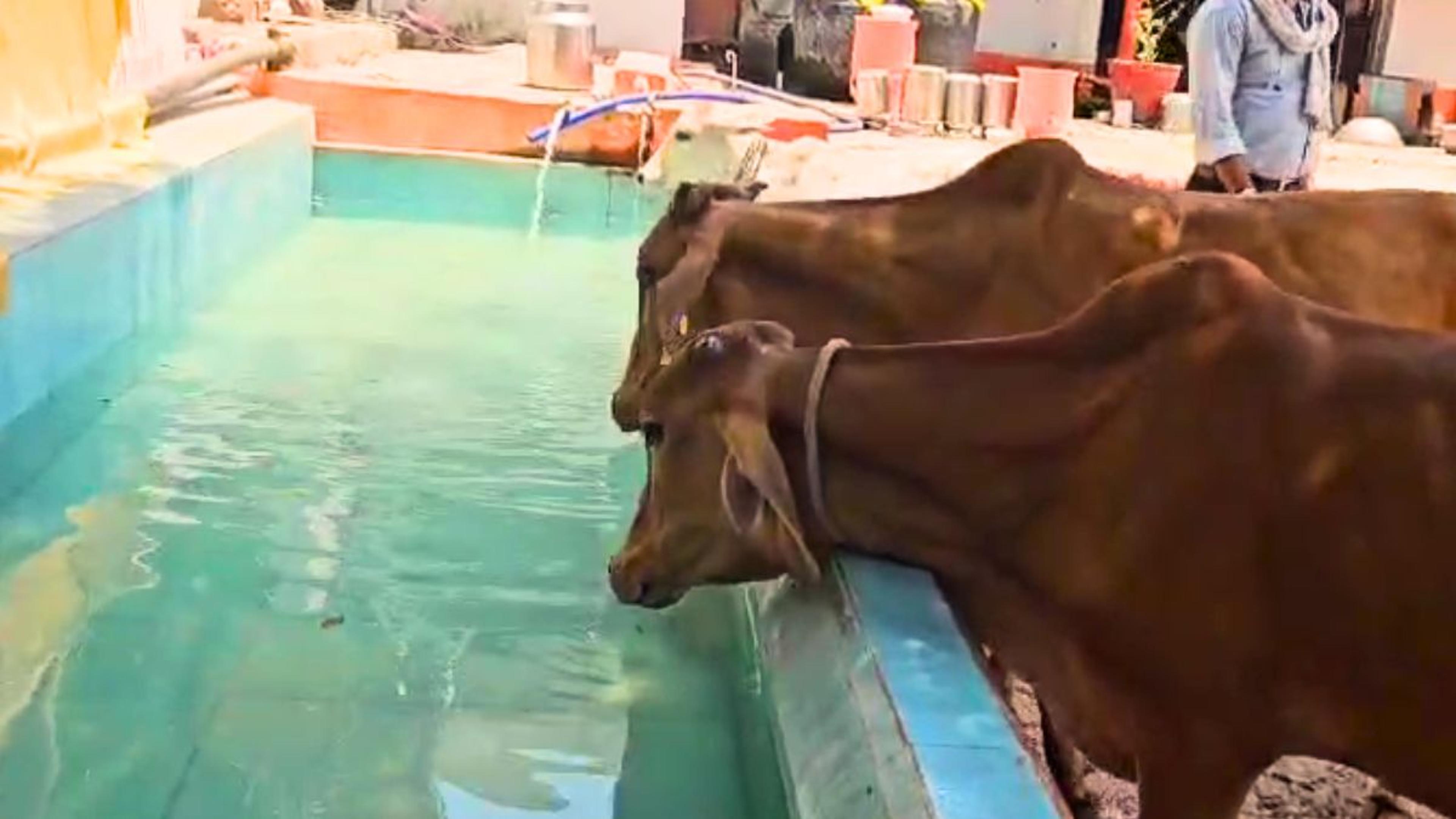 Khandwa News : ये गौशाला कुछ खास है! यहां गायों को पिलाई जा रही स्पेशल हाइड्रेटड
ड्रिंक, देंखे VIDEO