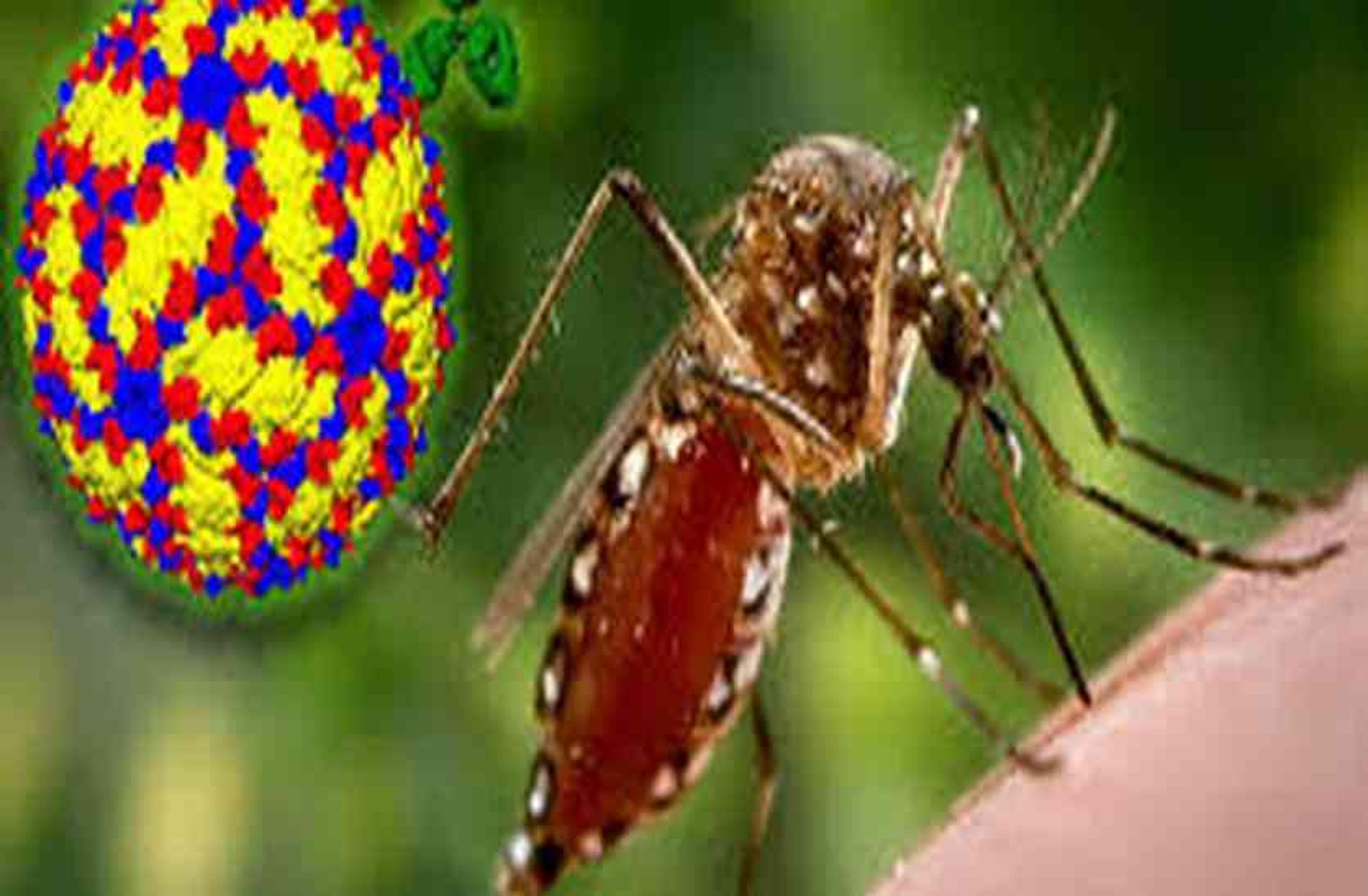 विश्व मच्छर दिवस आज : खोपरे का तेल और कपूर बचाएगा आपको डेंगू से