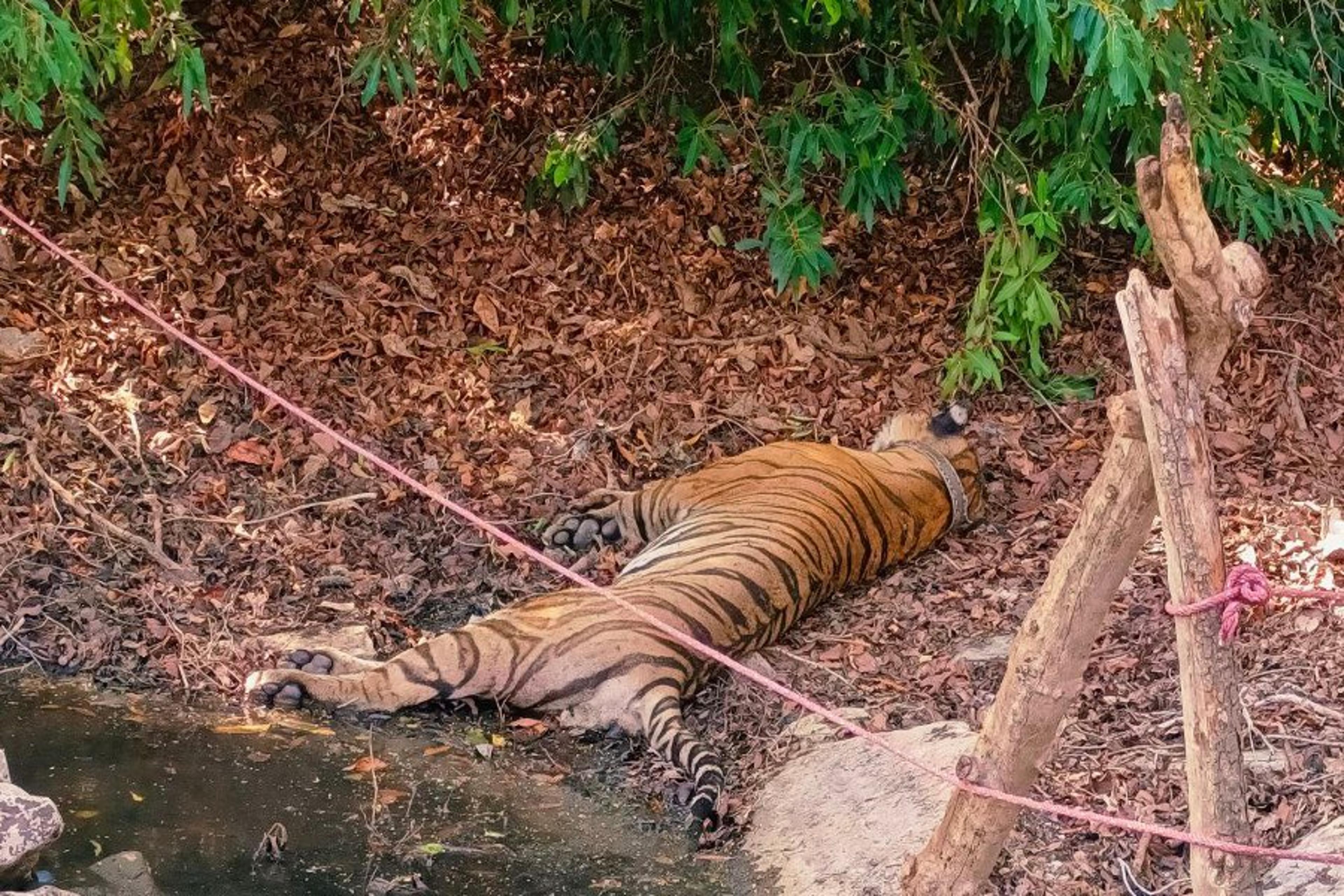 सिर की टूटी हड्डी के कारण हुई किशन बाघ की मौत