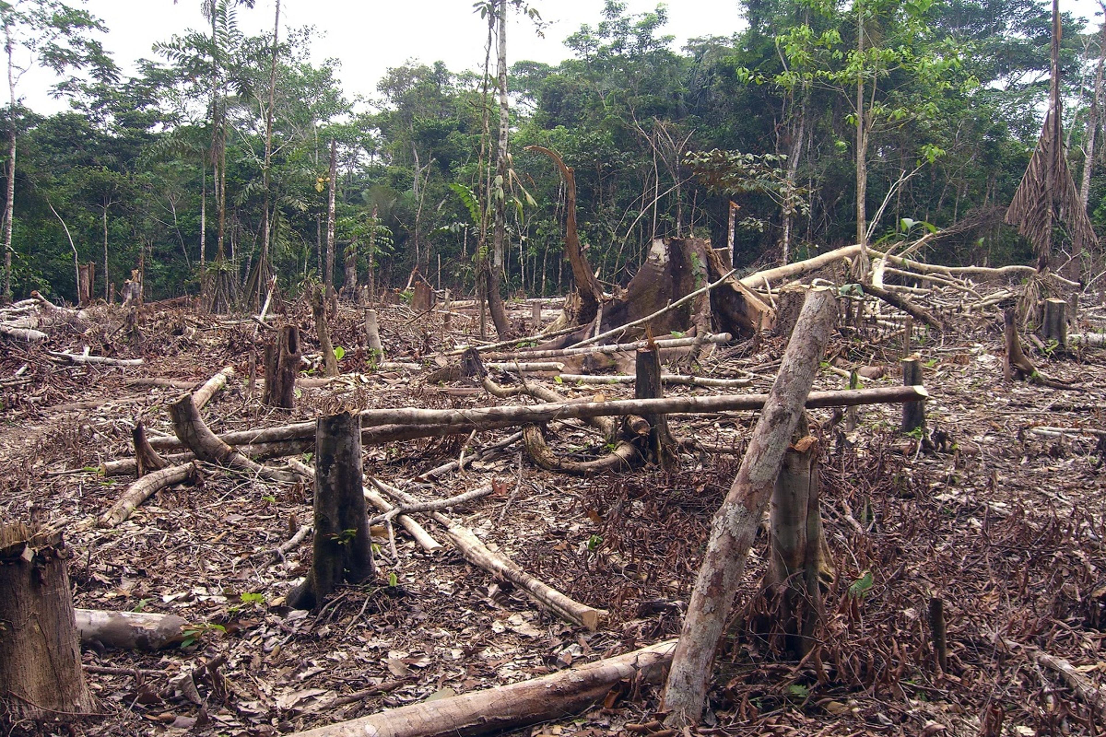 Report : जंगल बचाने के प्रयास विफल, दुनिया में 4 फीसदी बढ़ गई वनों की कटाई