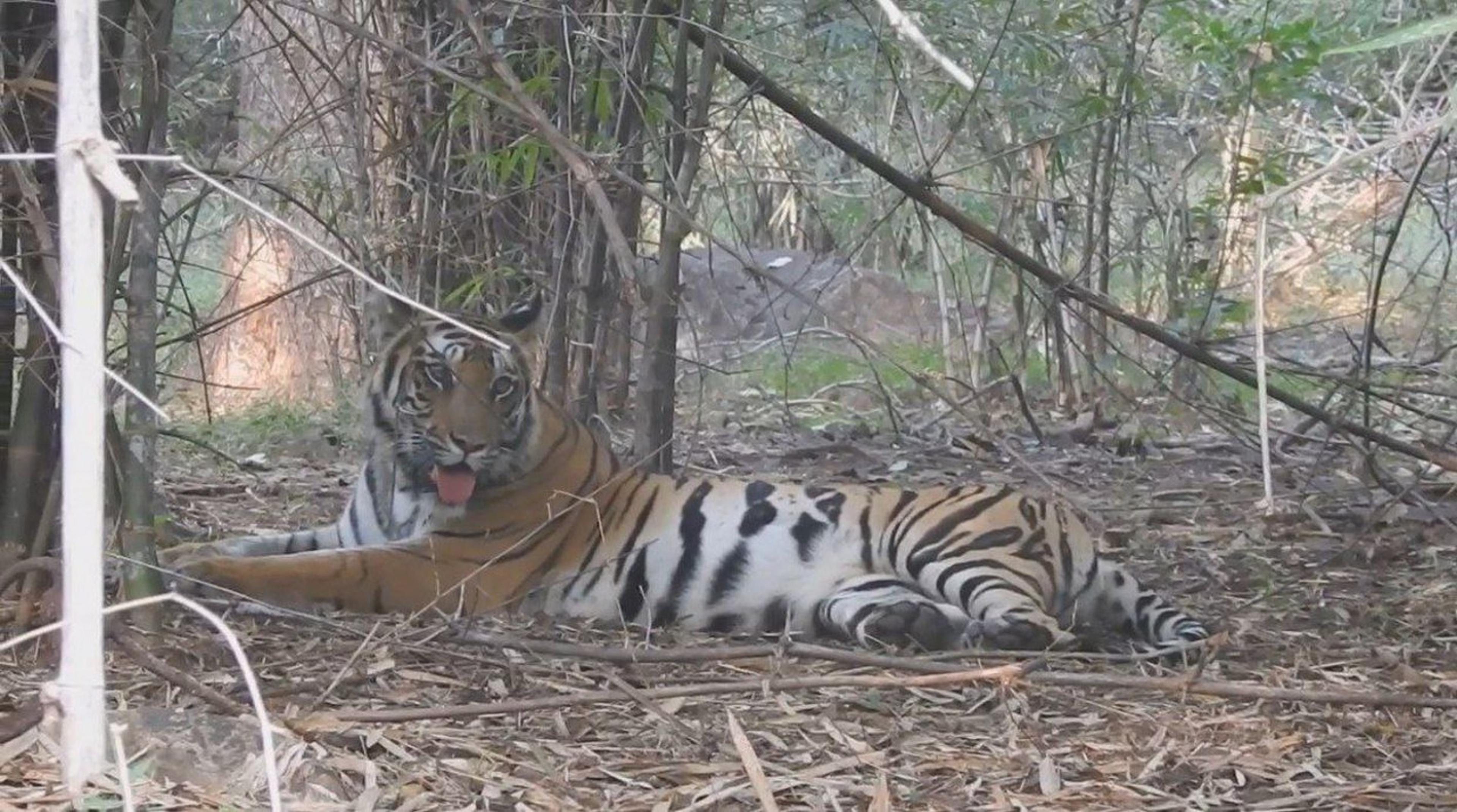बांधवगढ़ की मादा बाघ कजरी को बाड़े में रखने की तैयारी, रेस्क्यू करने 5 दिन से कर रहे ट्रेस