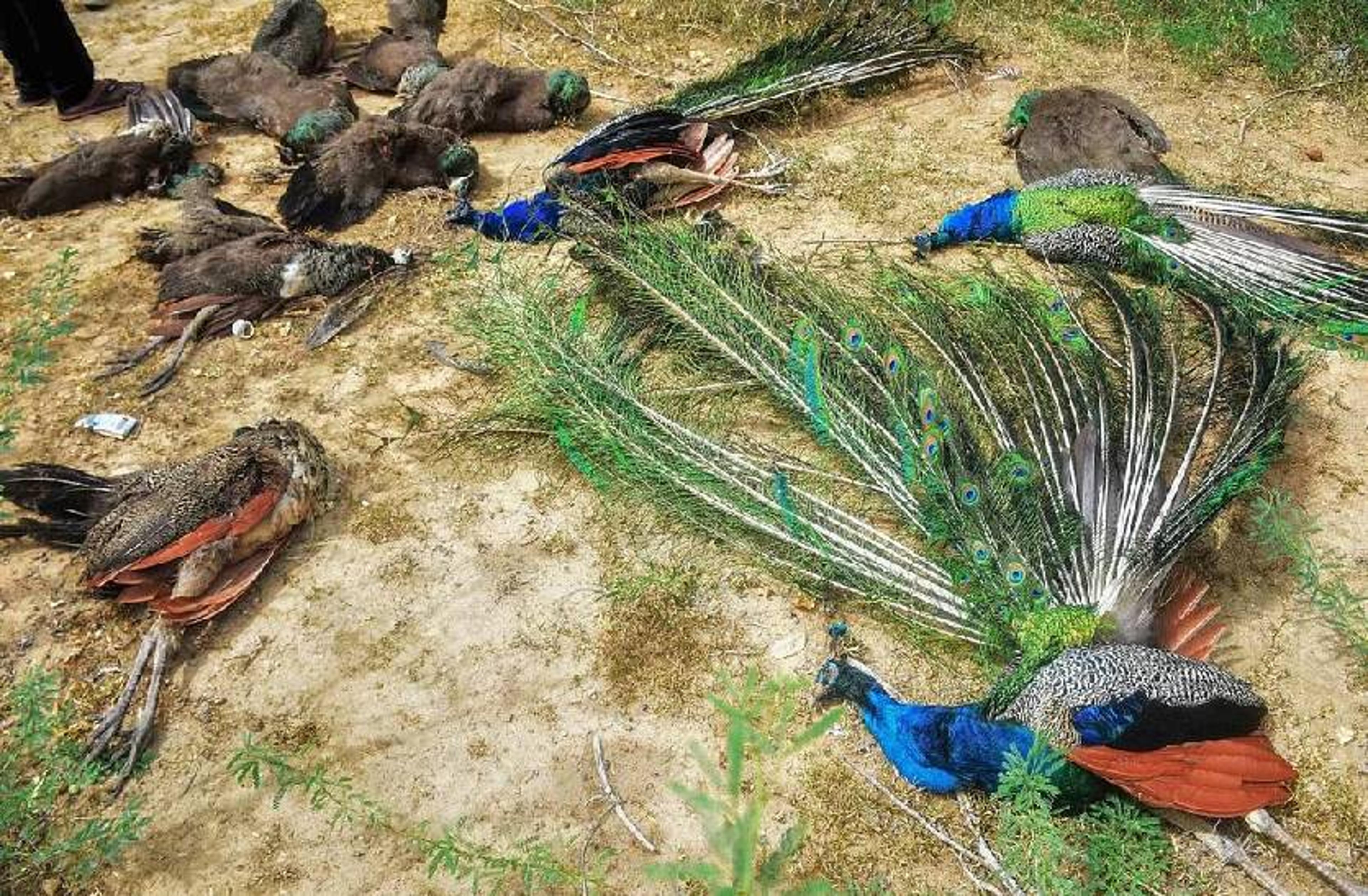 इस गांव में लगातार क्यों मर रहे राष्ट्रीय पक्षी मोर, एक दिन में 21 मौत से दहशत