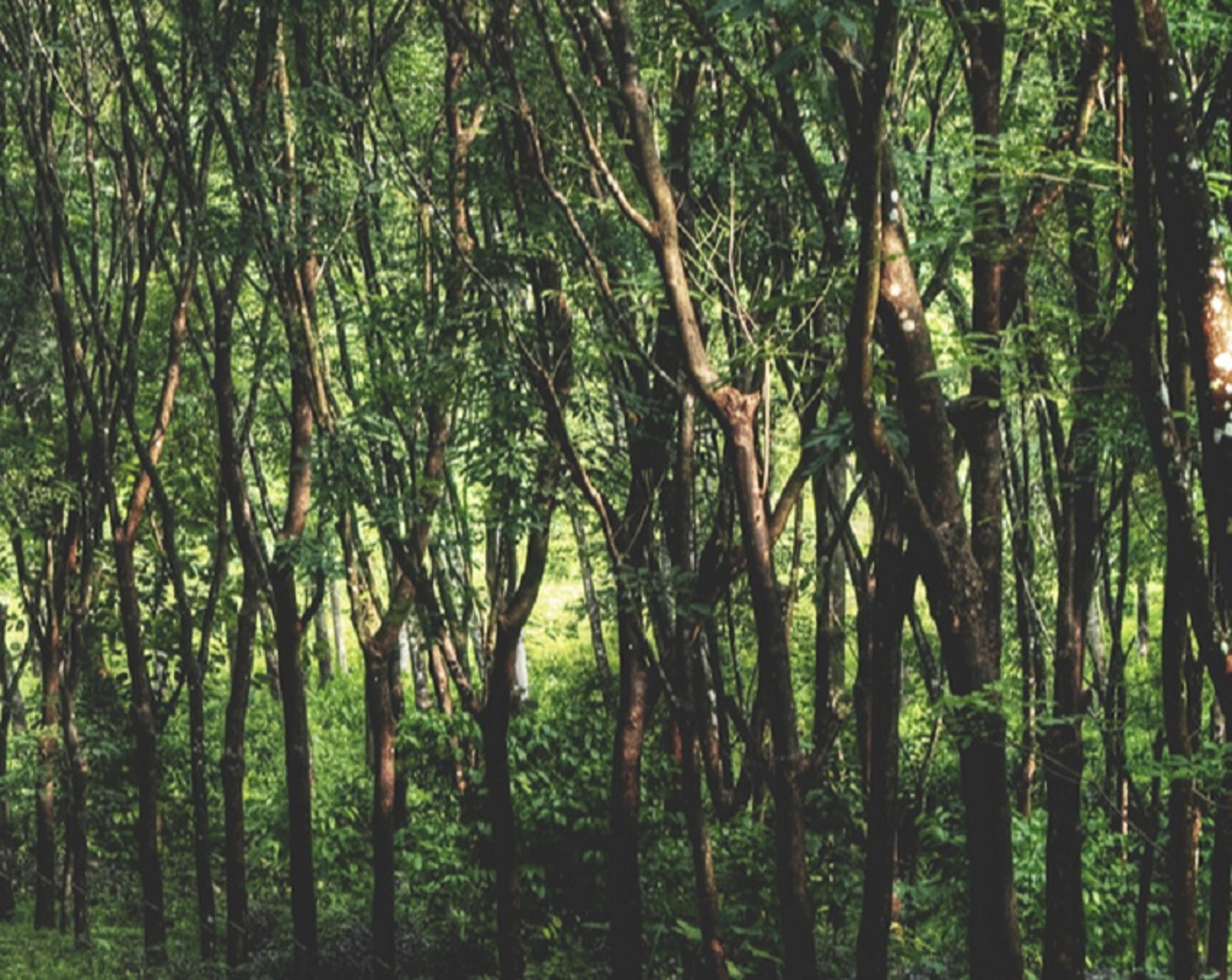 मियावाकी विधि से 10 वर्षों में तैयार किए जा सकेंगे सौ वर्ष समतुल्य वन