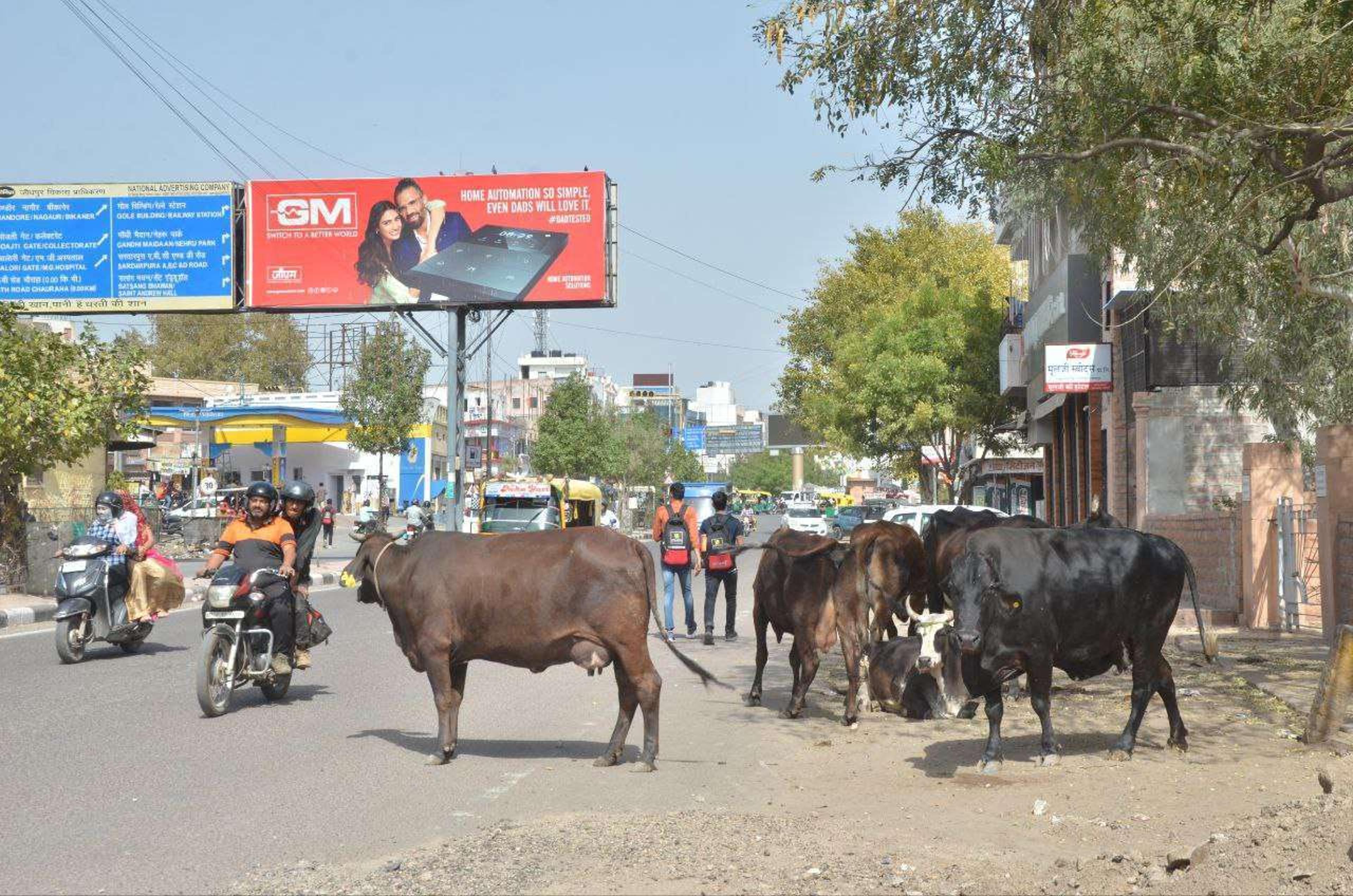 जोधपुर: सड़कों पर जानवर मचा रहे हैं उत्पात!
