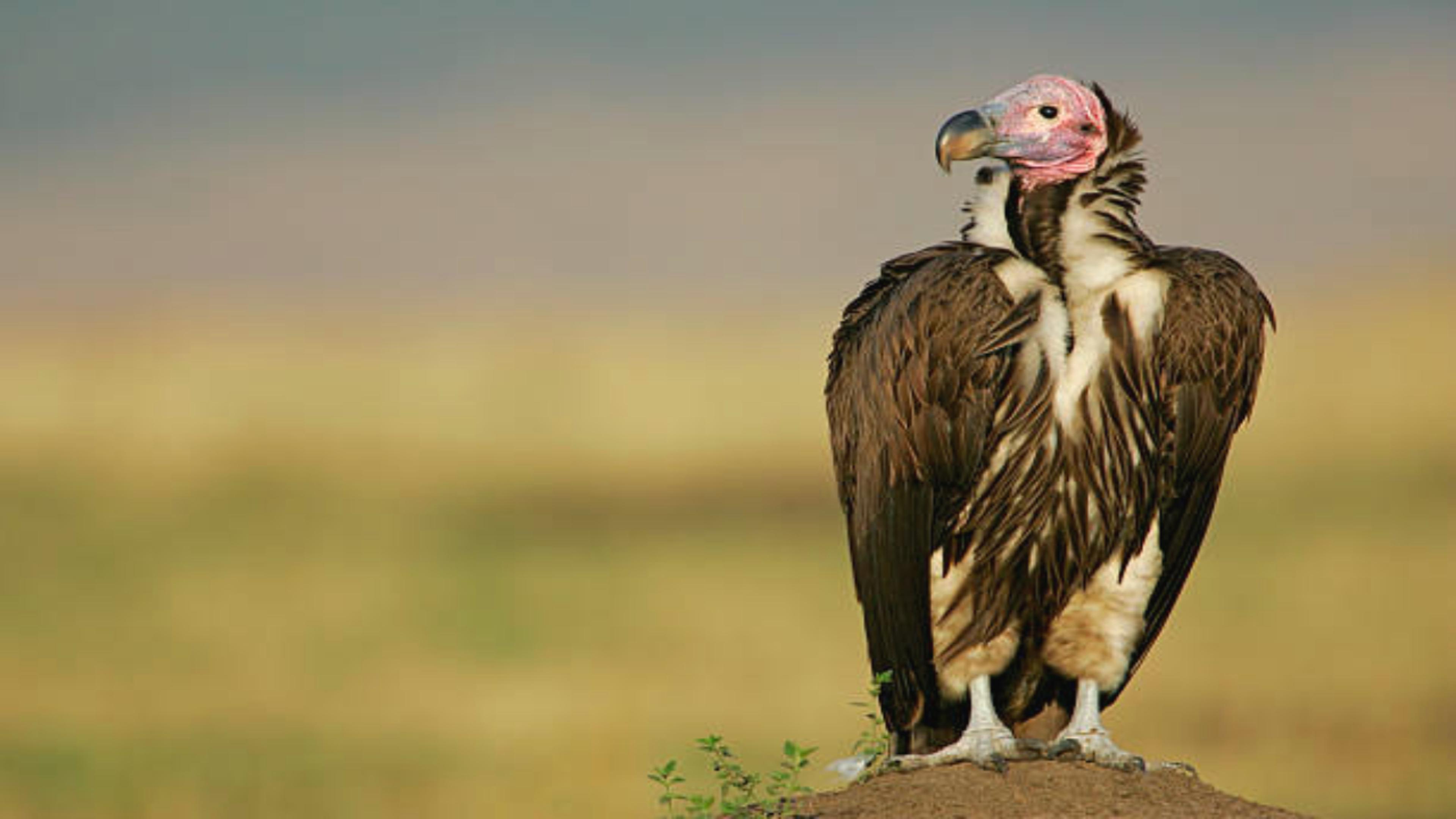 Vulture State- मध्यप्रदेश फिर गिद्ध स्टेट, अब 10 हजार गिद्ध हो गए