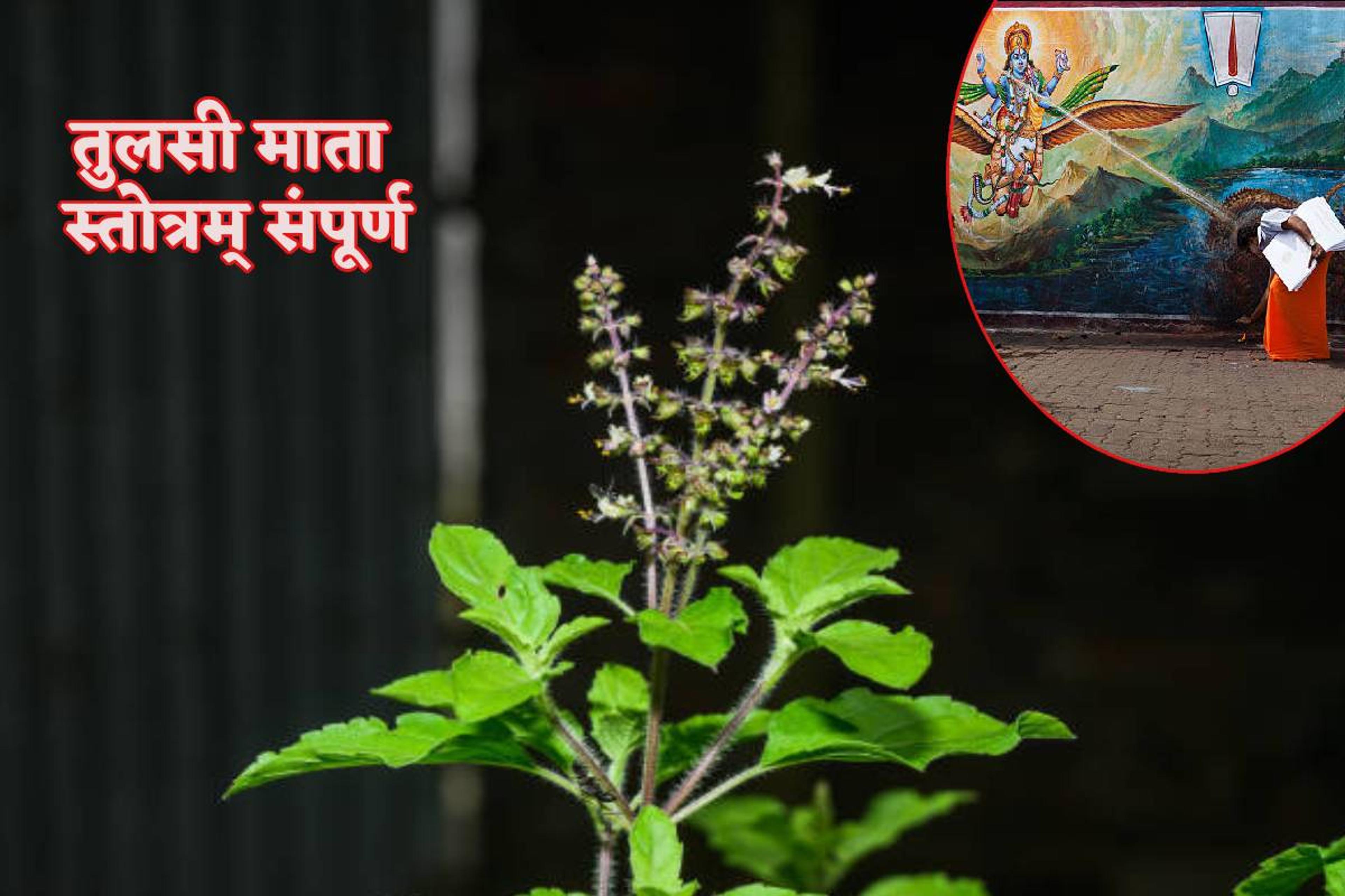 Kharmas Tulsi Puja: तुलसी माता स्तोत्र पाठ का खरमास में विशेष महत्व, भगवान विष्णु का मिलता है आशीर्वाद