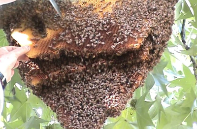 मधुमक्खियों काटने से ऐसा हुआ, आपने सोचा नहीं होगा