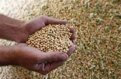 Soybean price: पैदावार बढ़ने की उम्मीद में सोयाबीन के दाम धड़ाम
