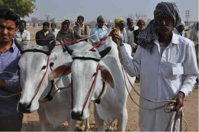 Shri Ramdev Cattle Fair : Famous state level cattle fair across the country