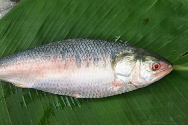 जाल में फंसी 2.5 किलो की दुर्लभ मछली, कीमत जानकर उड़ जाएंगे होश, भारत में केवल मिलती है यहां