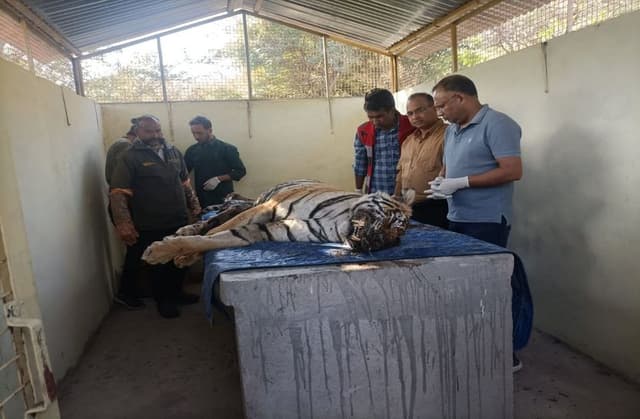 रणथम्भौर में लगातार हो रही मौत, लापता भी हो रहे बाघ फिर भी अधिकारियों पर मेहरबानी