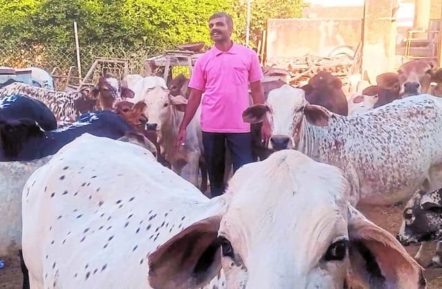 Patrika Photo Gallery:  समर्पण भाव: रवि के एक इशारे पर दौड़ी चली आती हैं गायें