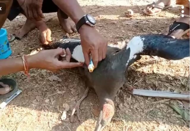 Video: पेड़ पर पतंग के धागों में उलझकर घायल हुआ विदेशी पक्षी ‘आइबिस’, किया गया रेस्क्यू- देखें वीडियो