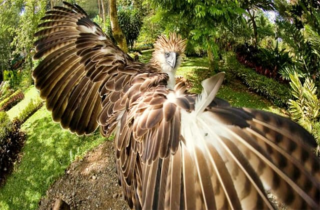 कभी उड़ता था 10 फीट लंबे पंखों वाला विशालकाय Eagle