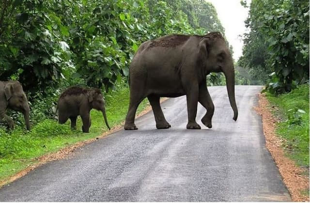 एशिया में नष्ट हो गए हाथियों के 64% से अधिक निवास स्थान