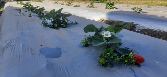 ट्रॉपिकल लैंड में उगाई स्ट्रॉबेरी