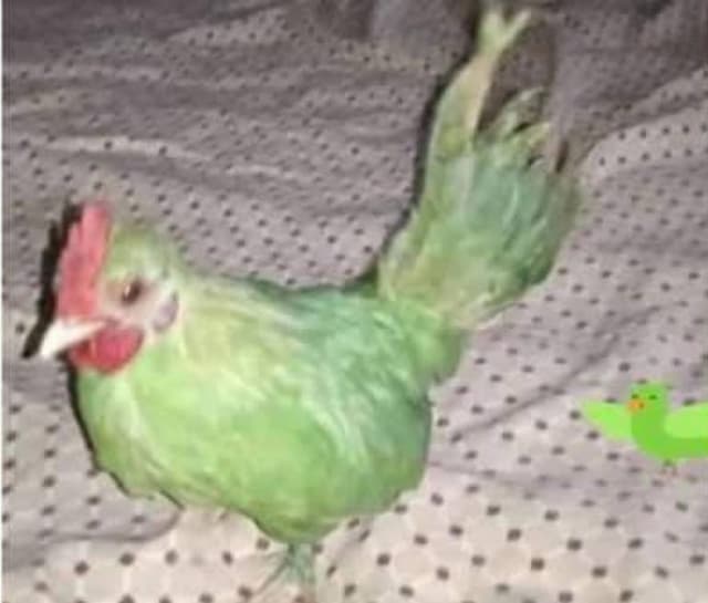 पाकिस्तान में गज़ब का झांसा, मुर्गी को हरे रंग से पेंट करके तोता बताकर 6,500 रुपये में बेचा, खबर पढ़कर नहीं रुकेगी आपकी हंसी