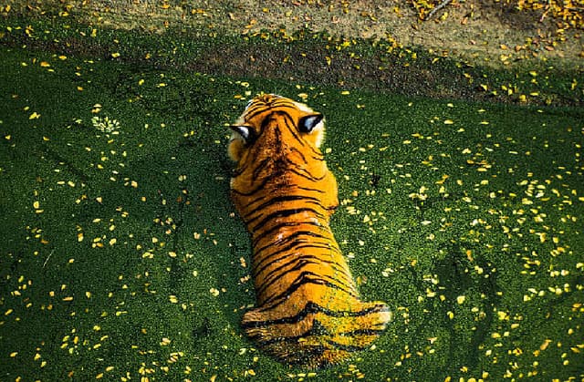 बाघ टी-7 टेरिटोरियल फाइट में जिंदगी हारा