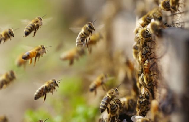 मधुमक्खियों ने मजदूरों पर बोला हमला , 12 मजदूर  हुए घायल 4 गंभीर